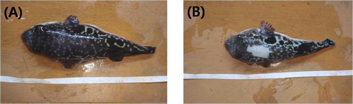 Deficiency symptom (B, skin erosion) of fish fed AMP0 diet of tiger puffer for 33 weeks.