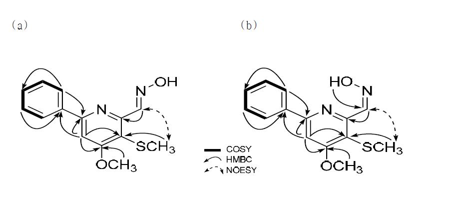 2D NMR 기법(gHMQC, gCOSY, gHMBC, NOESY)으로 완성된 (a) SNA015.274A (coprismycin A)와 (b) SNA015.274B (coprismycin B)의 평면구조.