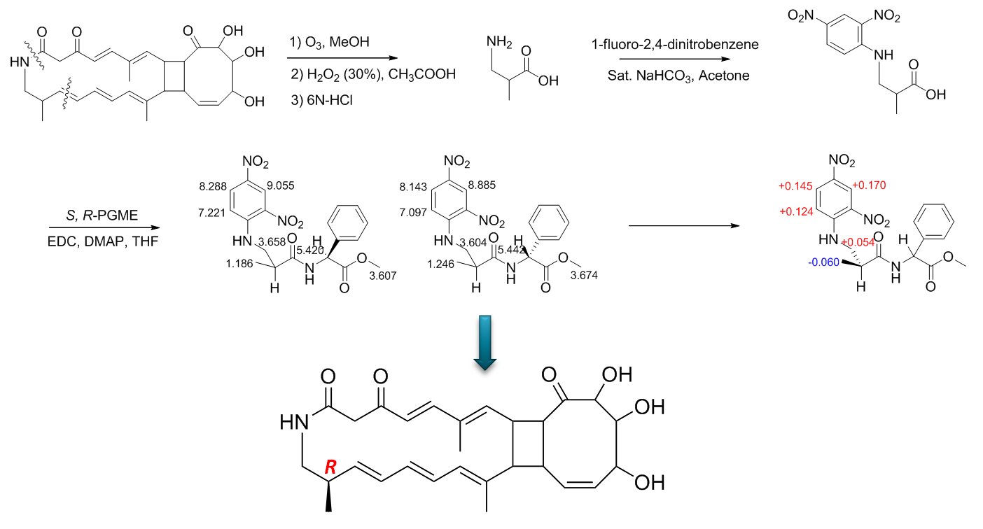 SNA112.481 (tripartilactam)의 24번 탄소위치의 절대배치를 결정하기 위한 다단계의 화학반응과 입체구조결정 과정.