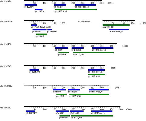 M. tuberculosis에 존재하는 sensor histidine kinase의 도메인 배열. 전체 단백질의 크기 (검은 막 대)에서 주요 도메인 (파란 막대)과 인산화 활성을 가지고 있는 kinase core와 (청색 막대)로 표시