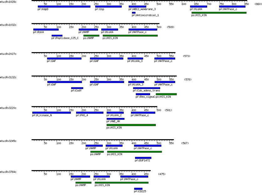 M. tuberculosis에 존재하는 sensor histidine kinase의 도메인 배열