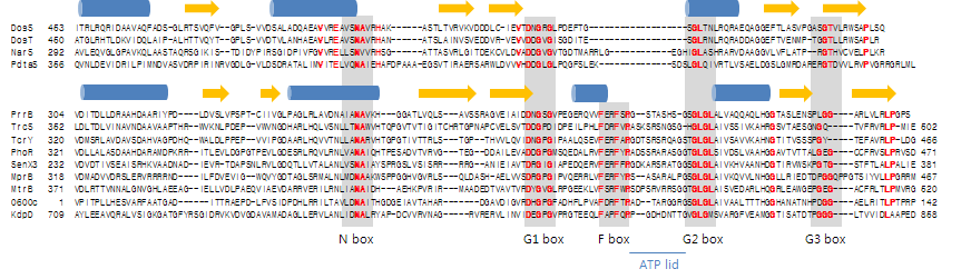 M. tuberculosis에 존재하는 sensor histidine kinase의 ATP binding 도메인의 아미노산 서열의 비교