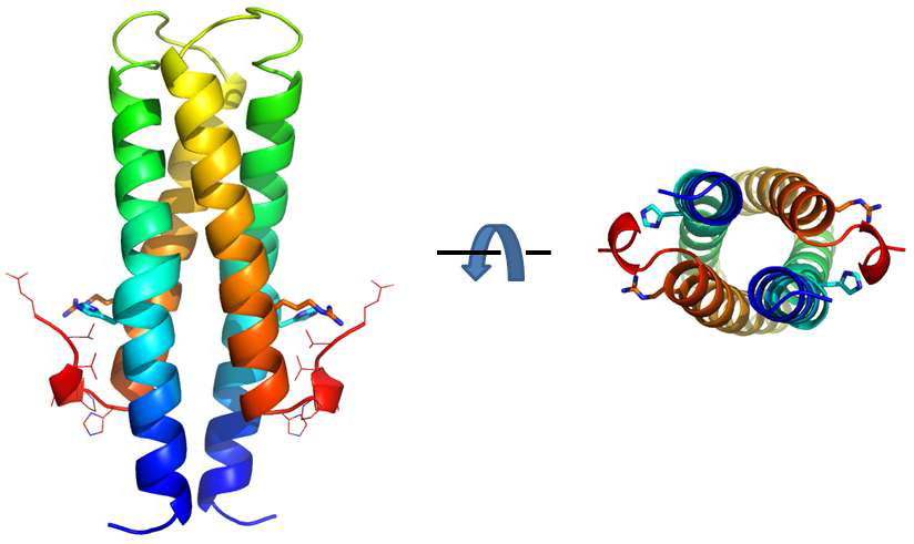 Ribbon diagram of NarK HisKA