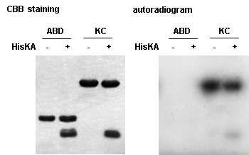 Autophosphorylation of DosS kinase core and ABD