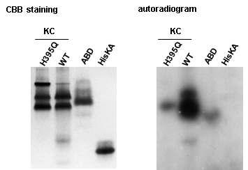 Autophosphorylation of KC, ABD, and HisKA in non-denaturing native PAGE