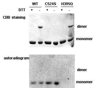 Cross-linking between monomers in DosS KC dimer and its autophosphorylation