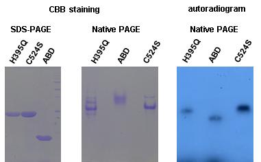 Conformation and autophosphorylation of DosS KC C524S mutant