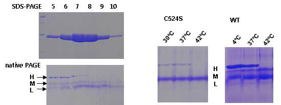 SDS-PAGE and non-denaturing native PAGE of elution fractions from gel filtration using Sephadex G-75 (좌측), Conformational changes among three bands by heat treatment (우측)