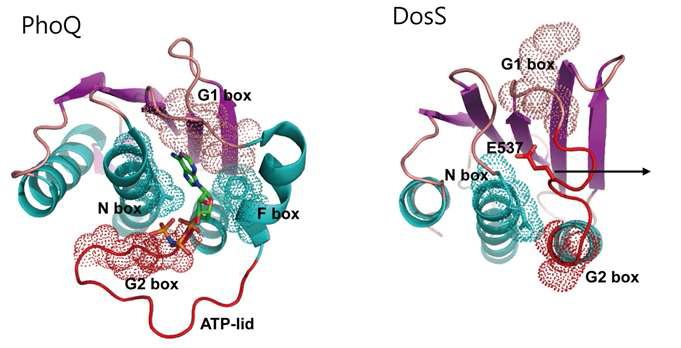 Ribbon diagram of ATP-bound PhoQ ABD and DosS ABD