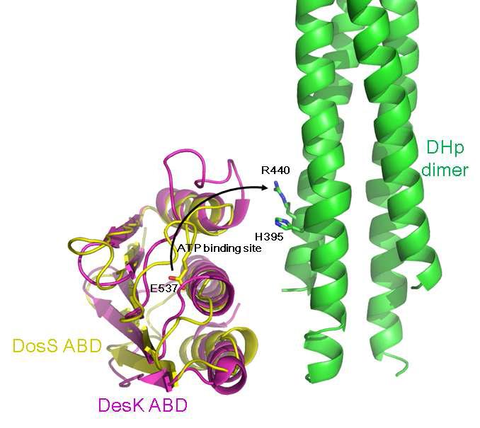 Domain arrangement for autophosphorylation of DosS kinase core.