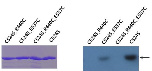 Autophosphorylation of DosS kinase core mutants