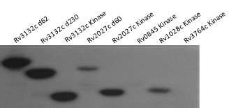 Autophosphorylation of histidine kinase. DosS. DosT