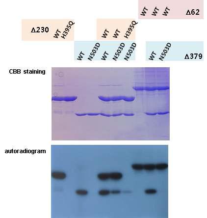 Trans-autophosphorylation of histidine kinase DosS heterodimer by mixing