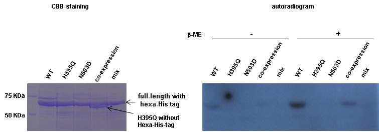 Trans-autophosphorylation of histidine kinase DosS heterodimer by co-expression