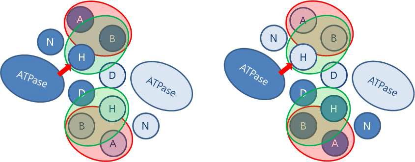 Domain arrangement of histidine kinase DosS dimer