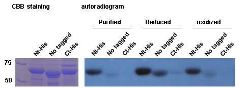 Autophosphorylation of DosS with or without his-tag