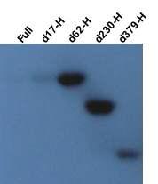 Autophosphorylation of N-terminal trunctated DosS mutants