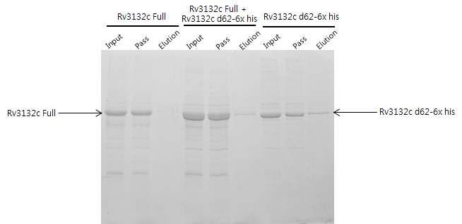 Pull-down assay for heterodimerization using his-tag