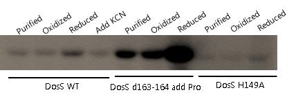 산화 환원상태에 따른 autophosphorylation 활성변화