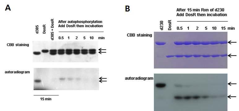 M. tuberculosis의 sensor histidine kinase, DosS에 의한 DosR의 phosphorylation과 dephosphorylation