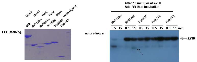 Cross-talking between histidine kinase DosS and various response regulator