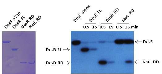 DosS에 의해 DosR과 NarL REC domain의 인산화