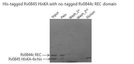 M. tuberculosis Rv0845 HisKA domain과 Rv0844c REC domain Pull down assay