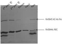 M. tuberculosis Rv0844c REC domain과 Rv0845 KC의 co-purification