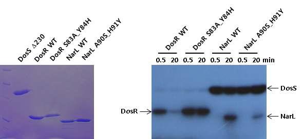 DosR과 NarL에 대한 phosphotransferation과 phosphatase 활성