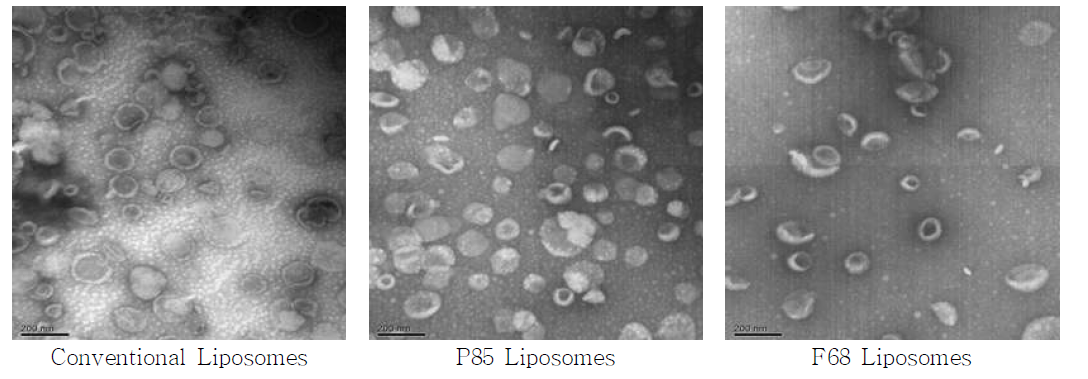 리포좀 제형별 전자현미경 사진