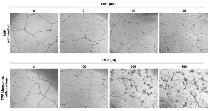 TMP-I 및 리포좀 봉입된 TMP-I의 농도에 따른 HUVEC의 tube 생성 양상