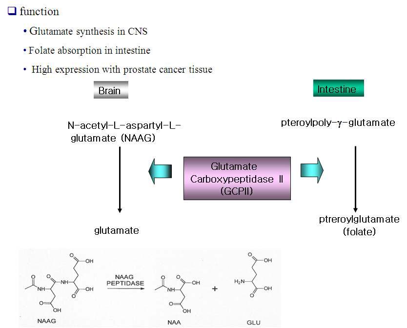 GCPII의 알려진 기능