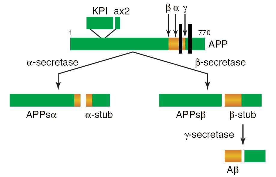 베타-아밀로이드의 생성 과정; Goedert et al, (2006), Science