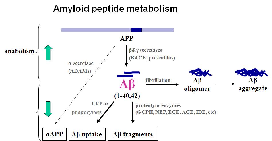 생성과 분해에 의한 베타-아밀로이드의 레벨 조절