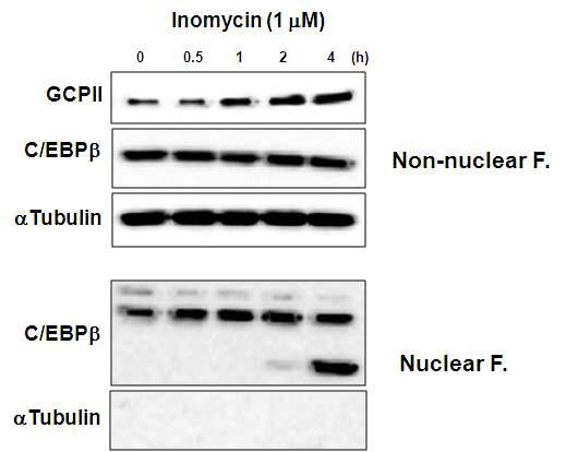 HEK293 세포에서 ionomycin이 GCPII 단백질 레벨 및 C/EBPβ의 핵내 translocation에 미치는 영향