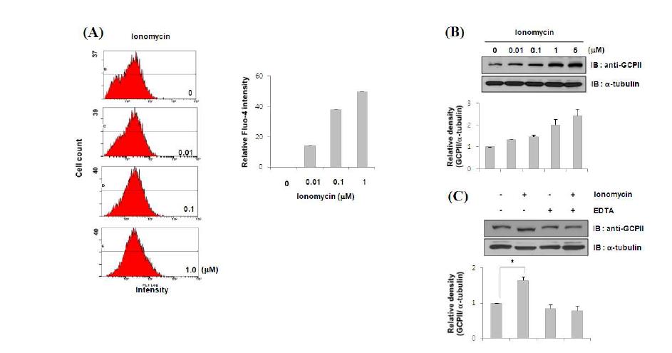 Ionomycin에 의한 세포내 칼슘 농도 증가 및 GCPII 단백질 증가