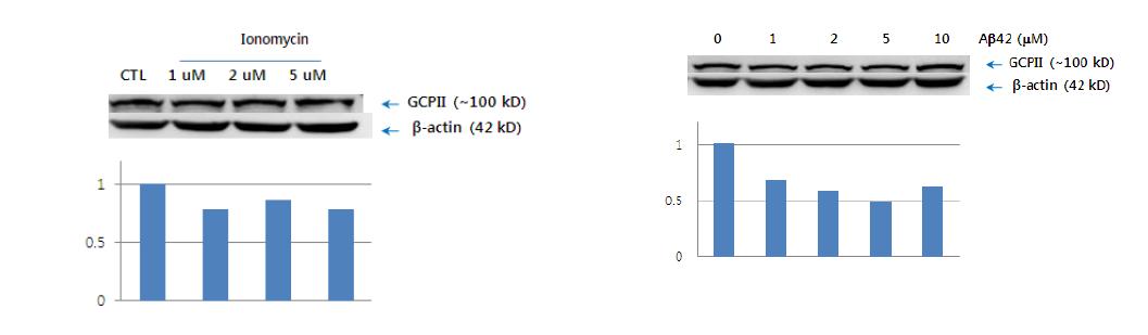 SHSY5Y 세포에서 ionomycin과 Aβ42가 GCPII 단백질 레벨에 미치는 영향