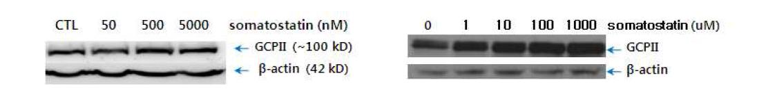 Somatostatin이 U87MG, primary astrocyte culture에서 GCPII 단백질 레벨에 미치는 영향