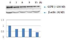 세포내에서 시간에 따른 H2O2이 GCPII 단백질과 mRNA 레벨에 미치는 영향