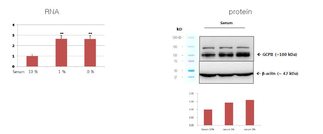 쥐의 일차배양 별아교세포에서 serum depletion에 의한 GCPII mRNA와 단백질의 증가