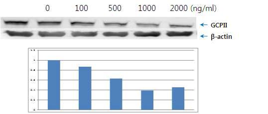 BV2 cell에서 LPS 농도에 따른 GCPII 단백질 레벨의 변화