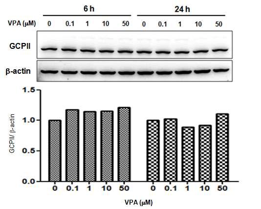 SH-SY5Y에서 VPA에 의한 GCPII 단백질의 레벨 변화