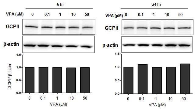 HEK293 세포에서 VPA에 의한 GCPII 단백질의 레벨 변화