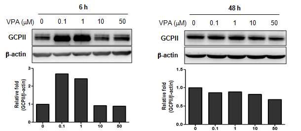 쥐의 일차 astrocyte에서 VPA에 의한 GCPII 발현 변화