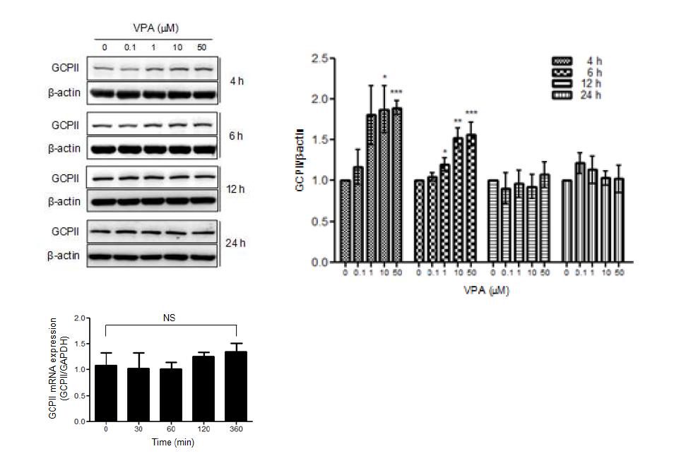 U87MG 세포에서 VPA에 의한 GCPII 단백질과 mRNA 변화