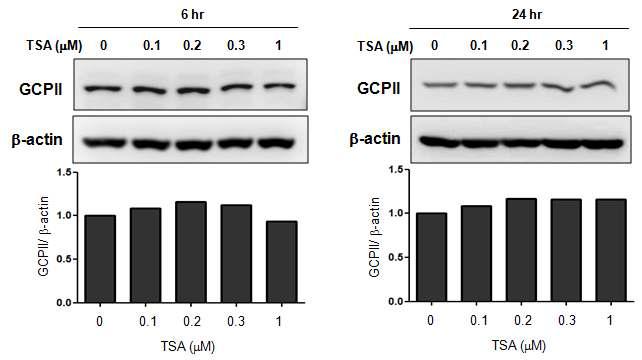 U87MG 세포에서 TSA에 의한 GCPII 단백질 레벨 변화