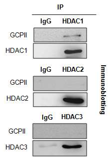 Valproic acid와 결합하는 HDAC subtype 동정