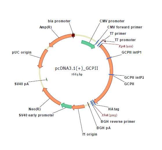 HDAC1 wild type 및 HDAC1 mutant (catalytic domain 1-50 amino acid가 deletion) plasmid construct