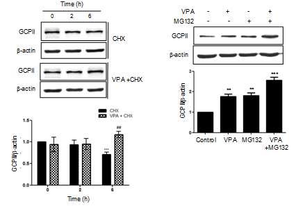 U87 세포에서 VPA에 의한 GCPII protein stability 변화