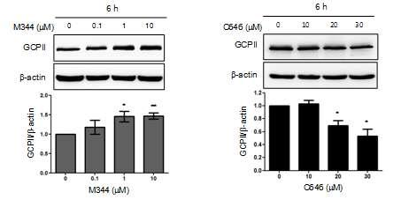 U87MG 세포에서 M344 혹은 C646에 의한 GCPII 단백질의 레벨 변화